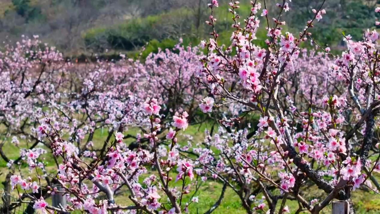 当涂县大青山脚下千亩桃花竞相绽放。