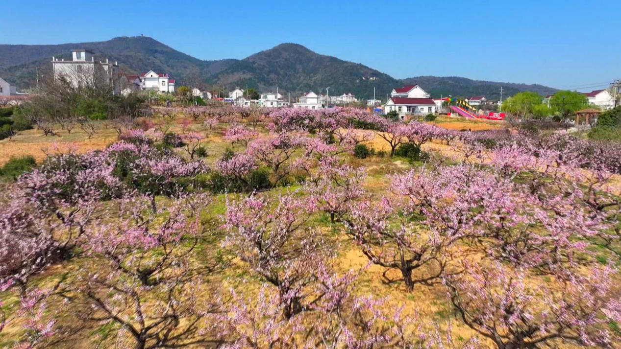 当涂县大青山脚下千亩桃花竞相绽放。