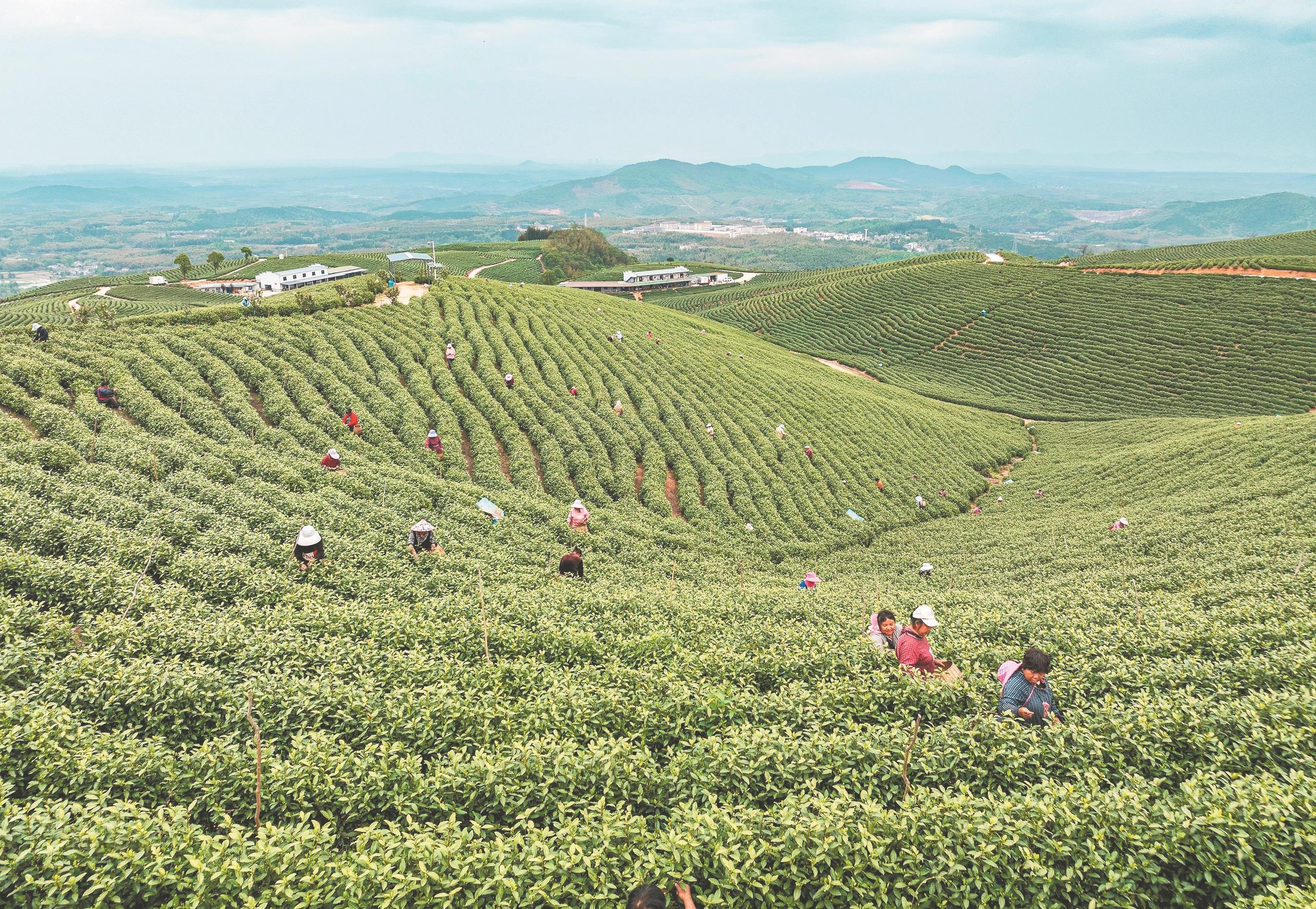 4月7日，宣城市宣州区周王镇茶樱谷茶园，茶农在采摘春茶。李成林摄