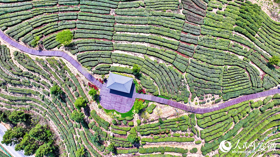 俯瞰留坪茶园。人民网 郭昊摄