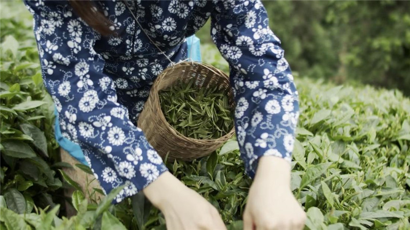 茶农采摘茶叶。王癸静摄