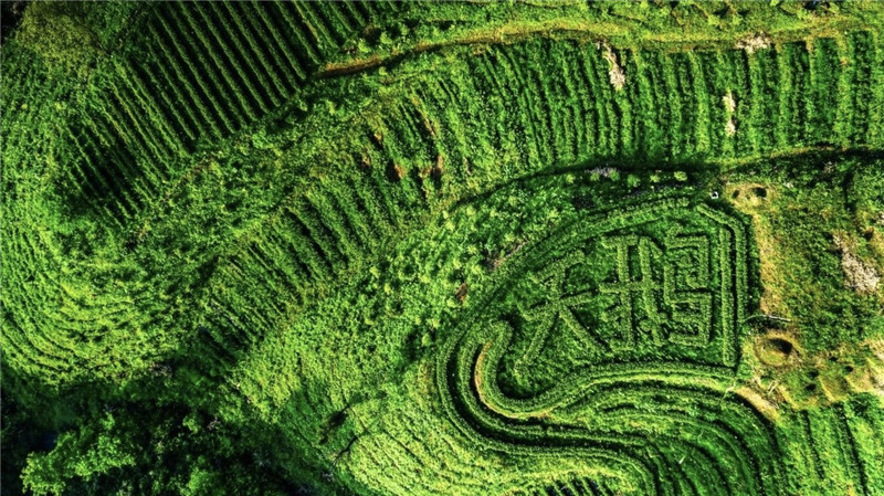 天鹅云尖茶叶基地航拍。东宣摄