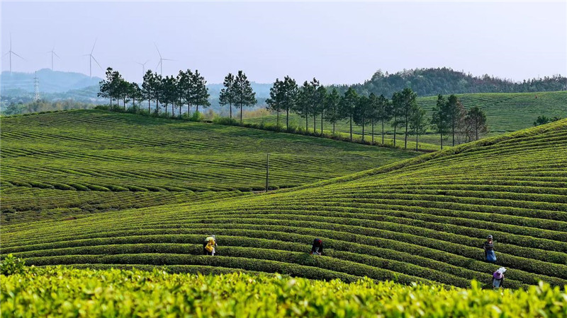 龙泉镇万亩茶园。江靖摄