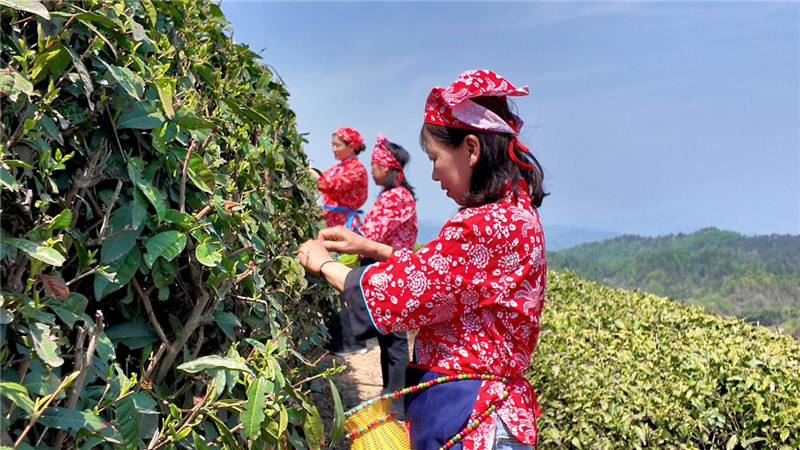 当地村民采摘夏秋茶。人民网 郭昊摄